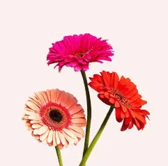 Gerberas Online