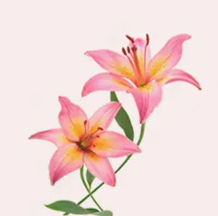 Lilies Online