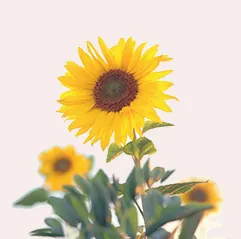 Sunflower Online